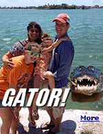 How many alligators are there in Florida? Lots.